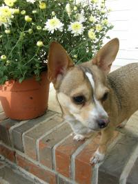 Dixie