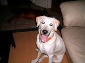 Brinkley
