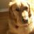 Charley