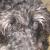 Cooper