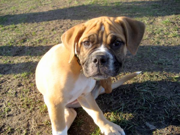 Puppy love! :  wedding 8650995 600