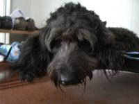 Maggie