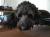 Maggie