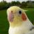 Pecky a.k.a. "Mister Pecky"