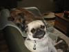 sammy at rest the night before he crossed the rainbow bridge~jocko is very sad. :(
