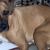 Zoe - Rhodesian Ridgeback