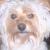 Snugs - Yorkie-Poo
