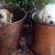 Remy &amp; Lucca