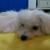 xiao bai from singapore