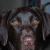 Moose - West Bend, Wisconsin