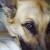 Our baby girl, our German Shepherd Holly. xoxo
