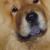 Molly, chow chow