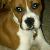 MAXIE