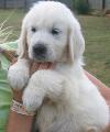 Little Leo  aka King Leo