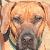 Titus - Rhodesian Ridgeback - My Heart Dog 
www.venatusspringvalleyrr.com