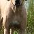 Lucius - Rhodesian Ridgeback - My son's best friend
www.venatusspringvalleyrr.com

