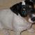 Hi, am Cheri 6 month old Jack Russel