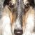 Hi! I'm Dusty. Read about me at www.doggedpursuit.net