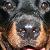 Hurley the Rottweiler, age 2
