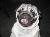 Harry Pugalicious