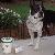 My name is Jake. I am 10 years old and live in Birmingham, Alabama! Bostons Rule! : )