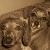 Hercules "Hercie" Dougherty