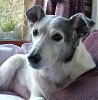 Glimmer - The Dogsnose Dog!