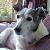 Glimmer - The Dogsnose Dog!