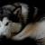 "I'm not only an intelligent Malamute but I'm a beautiful one as well!"