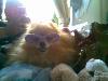 cool dog