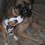 Meatball the pup & DeBo the Bullmastiff