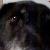 Bailey The Wonder Dog