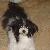 Callie a beautiful 1 yr. old Havanese who lives in Florida