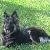 Sadie a beautiful 1 yr. old German Shepherd who lives in Florida
