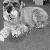 Till the Standard Schnauzer
