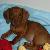 Winston
