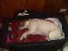 I miss my bed :0(