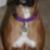 Hailey
