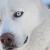 Leo Whit Siberain Husky see more of him on the gallery at www.canineangel.co.uk
