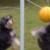 Mojo playing tetherball with his brother Smokey..  He rocks at it too.. 