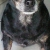 Dixie
