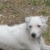 Duchess