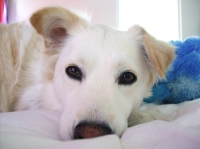 ROXY Girl