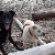 Loki and Alex CT RIver, Haddam