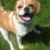 Cody - Tongue with legs