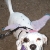 Penny - Fairy Dog