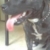 baby the mini staffy