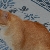 Jake