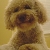 Clancy-Poodle/Terrier Mix~ Raleigh, NC