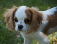 Lucy